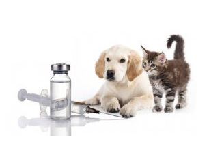 Očkování psů a koček 1